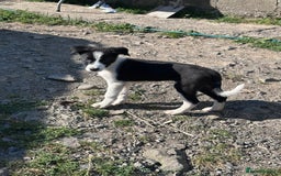 Border Collie dogs for sale: Last boy Border Collie puppy for sale - Image 15