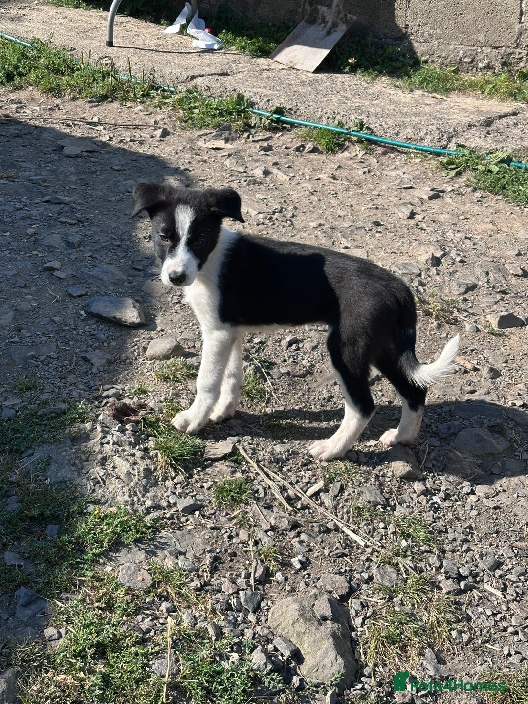 Border Collie dogs for sale: Last boy Border Collie puppy for sale - Image 15