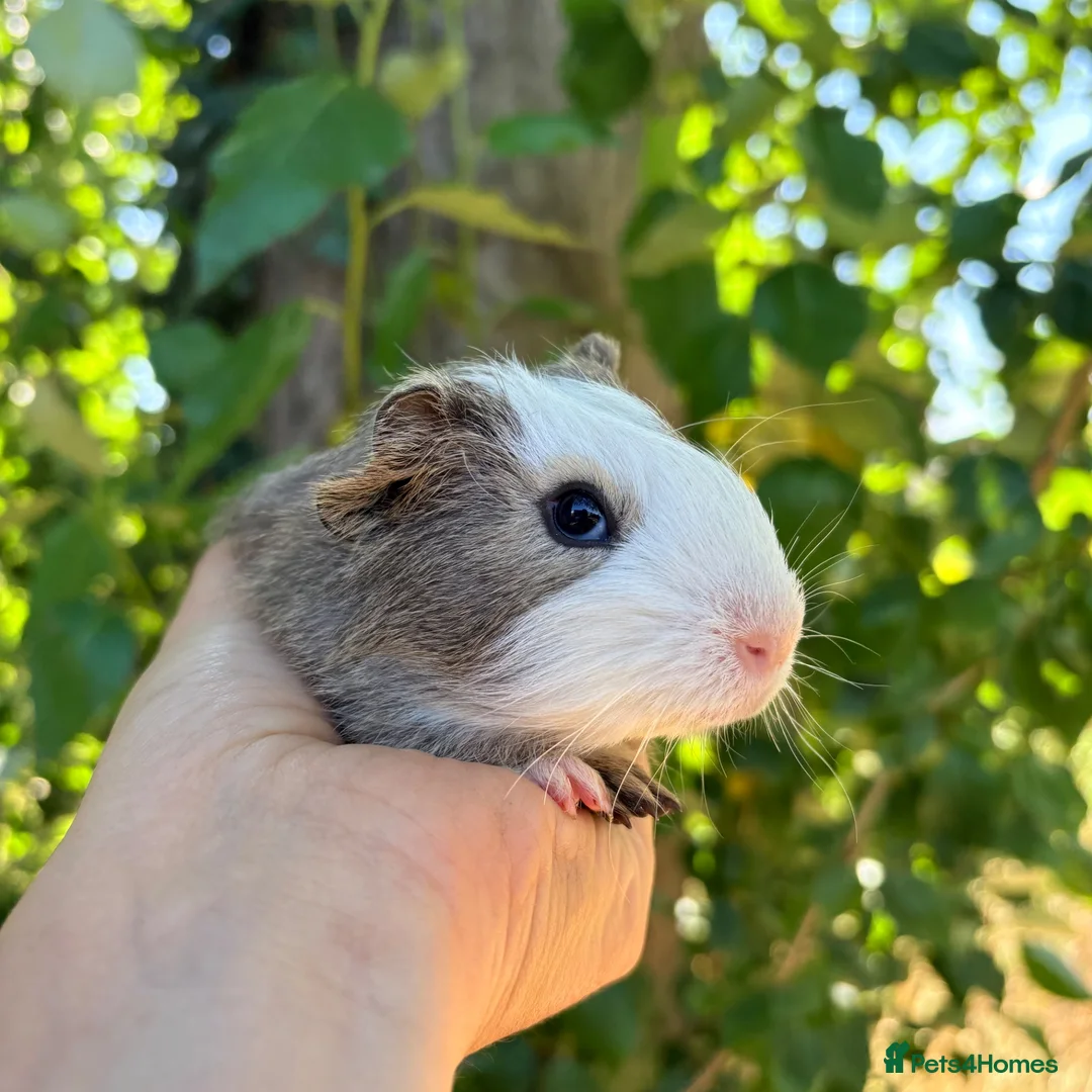 Guinea Pig rodents for sale: LOTS !!! very loving baby boy guinea pigs 🩵 - Advert 2