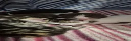 Mixed Breed cats for sale: Gorgeous mixed breed kittens! in Reading - Advert 21