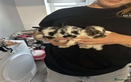 Mixed Breed rabbits for sale: Giant French lop x - Image 1