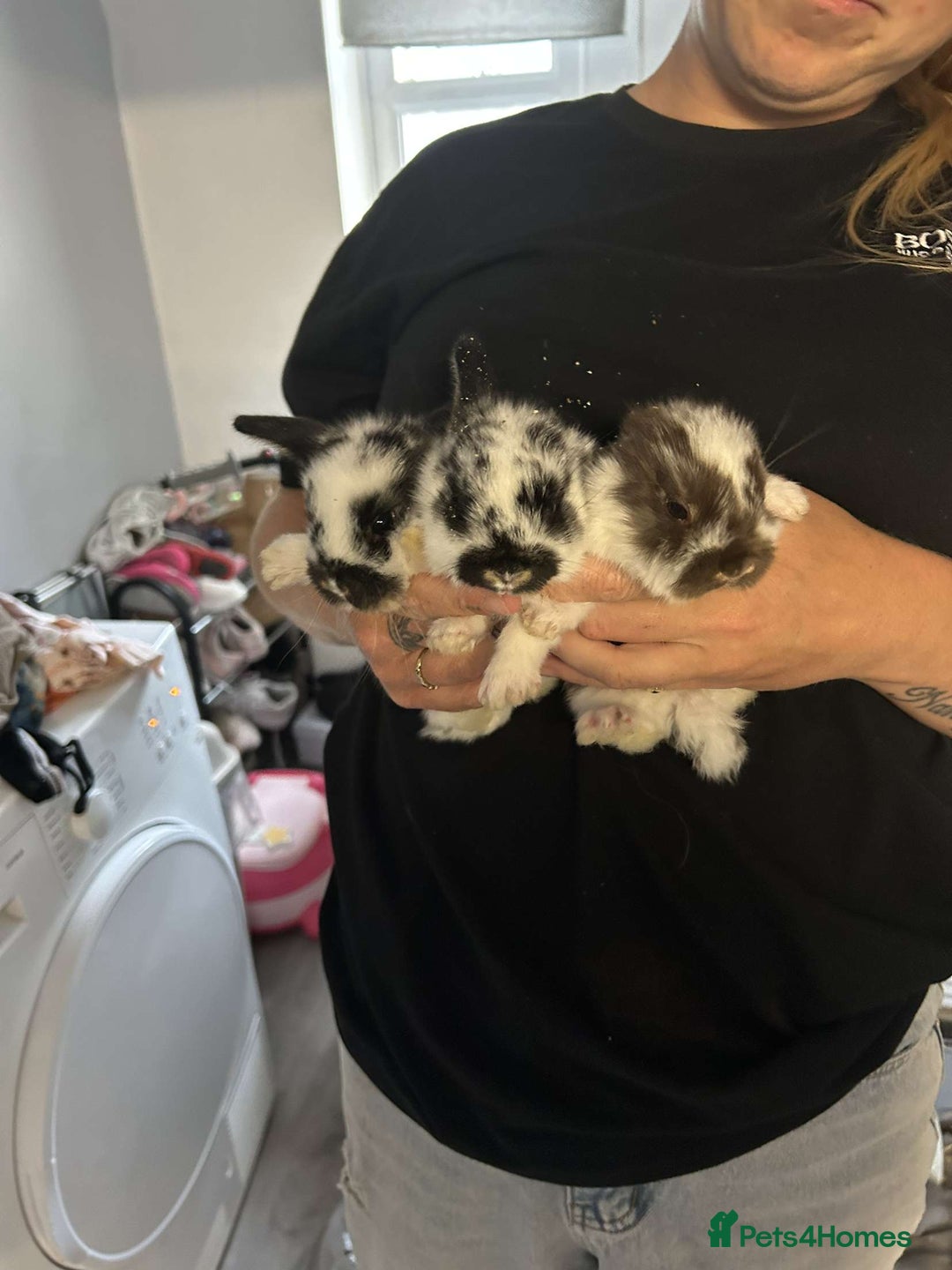 Mixed Breed rabbits for sale: Giant French lop x - Image 1