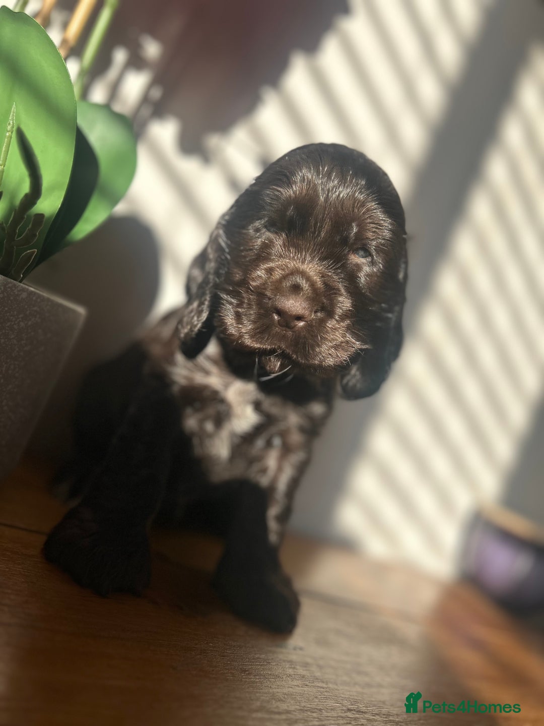 Cocker Spaniel dogs for sale: 💚2 boys available 💚show cocker spaniel puppies  - Advert 1