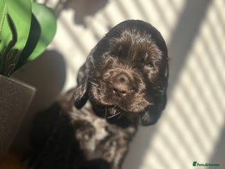 Cocker Spaniel dogs 💚2 boys available 💚show cocker spaniel puppies - Advert 9