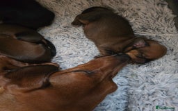 Miniature Dachshund dogs for sale: Miniature Dachshunds Seeking Forever Homes - Image 21