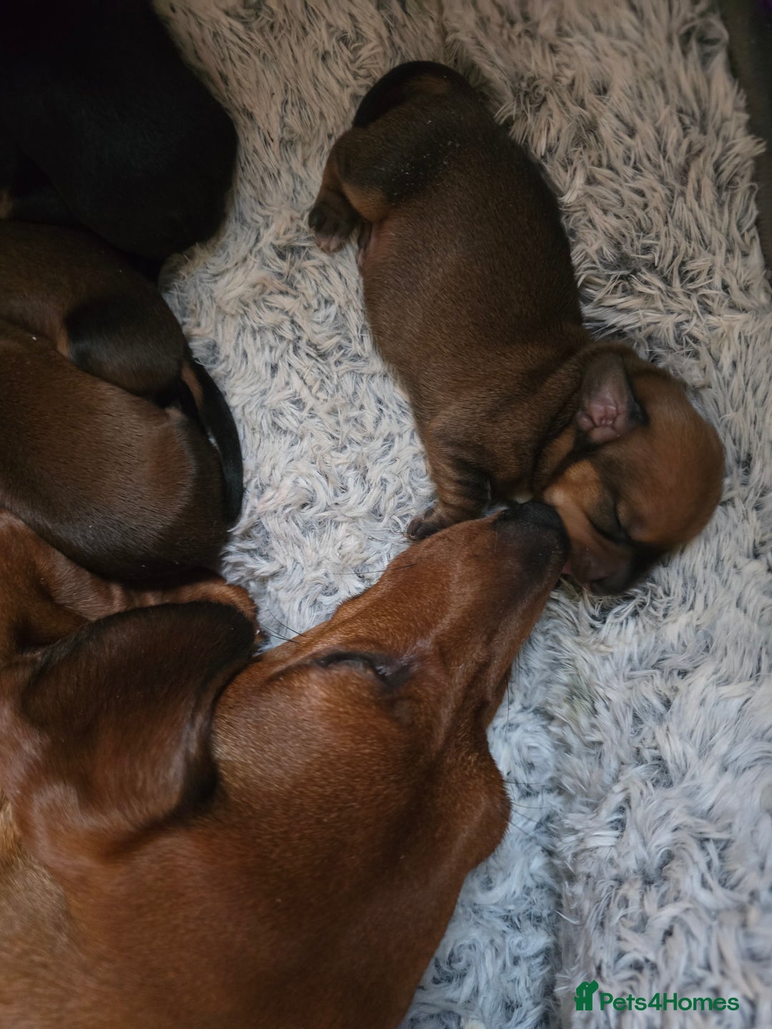 Miniature Dachshund dogs for sale: Miniature Dachshunds Seeking Forever Homes - Image 21