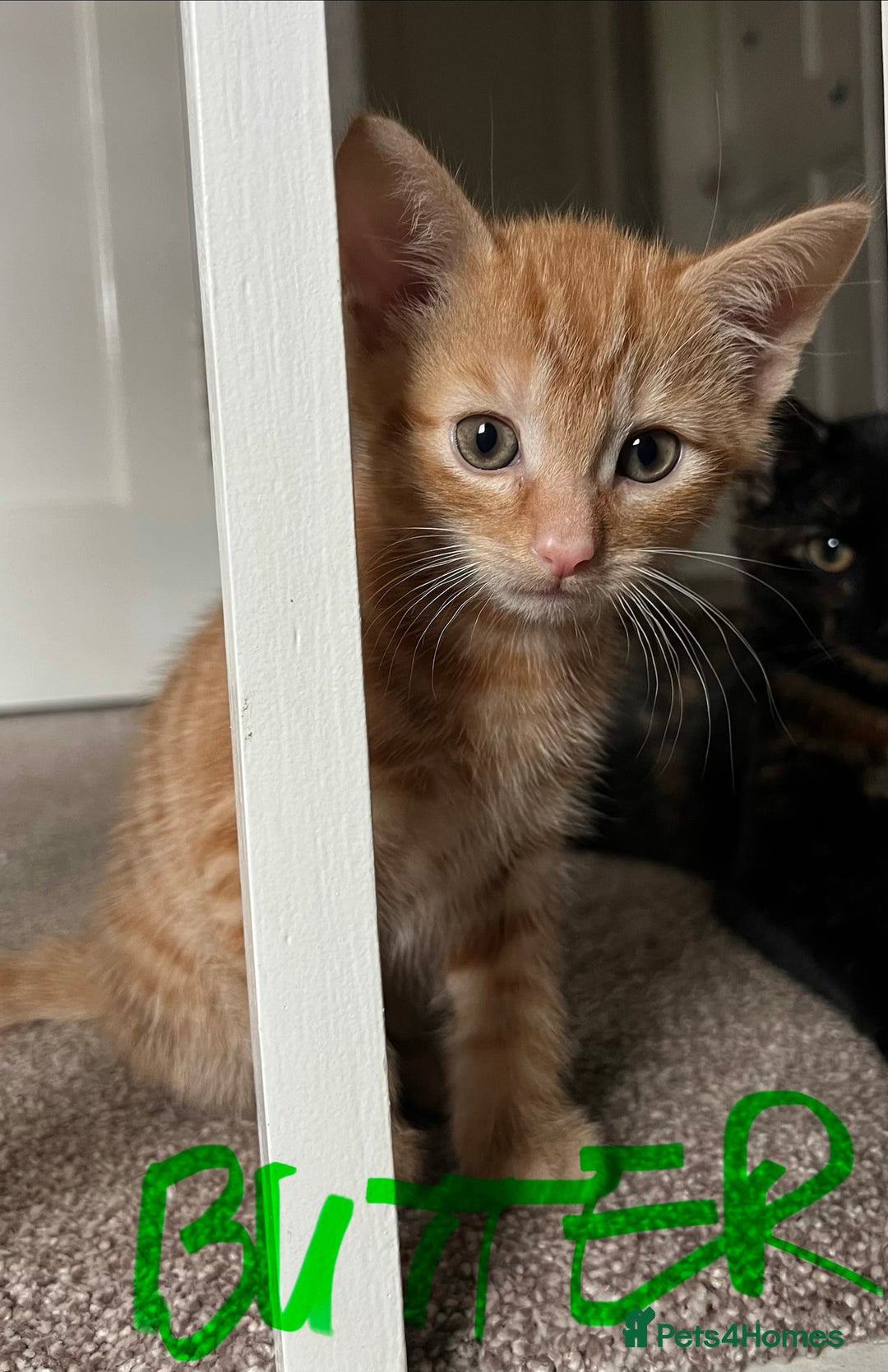Mixed Breed cats for sale: Gorgeous Kittens - Image 7