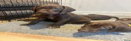 German Shorthaired Pointer dogs for sale: Beautiful KC GSP Puppies - Advert 28
