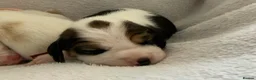 Beagle dogs for sale: Health Tested & Kennel Club Registered Beagle Pups - Advert 4