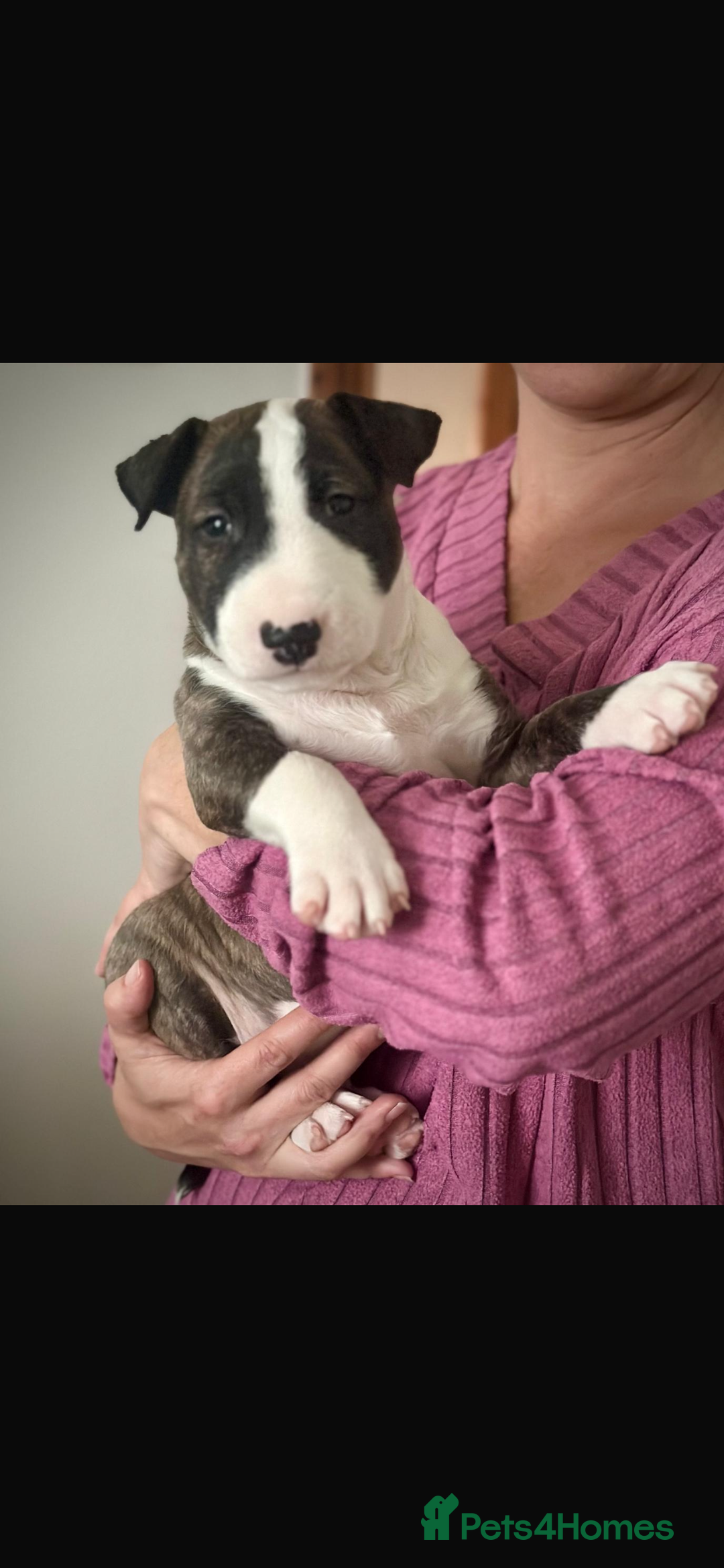 Bull Terrier dogs for sale: English Bull Terrier pups - Image 2