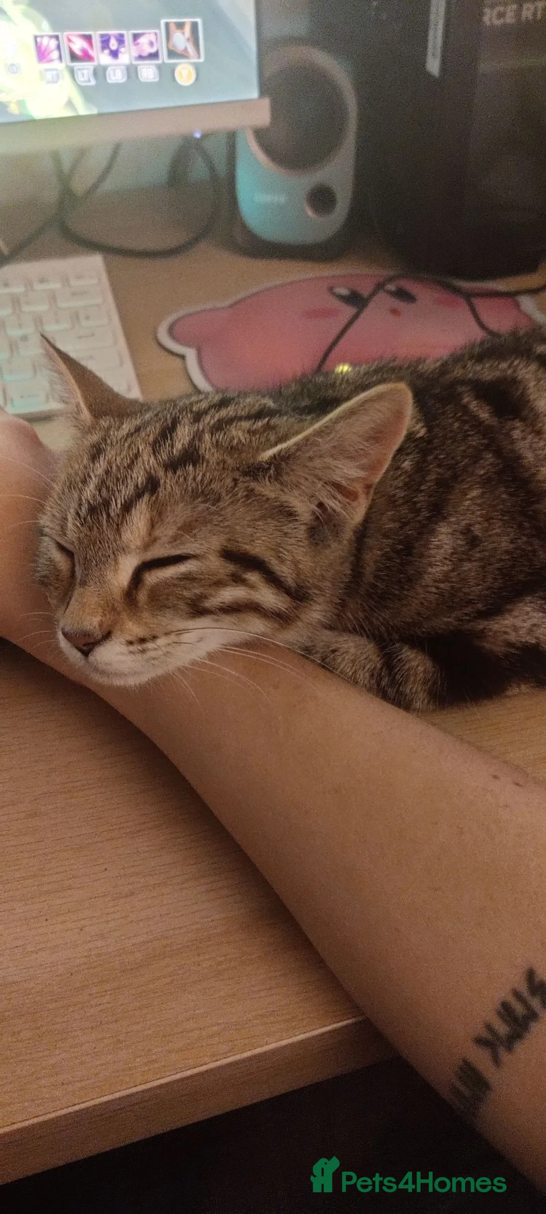 Bengal cats for sale: Beautiful Cuddly 4 Month Bengal Girl  - Advert 2