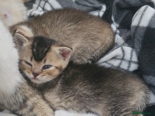 British Shorthair cats British shorthairs and Scottish straights - Advert 13