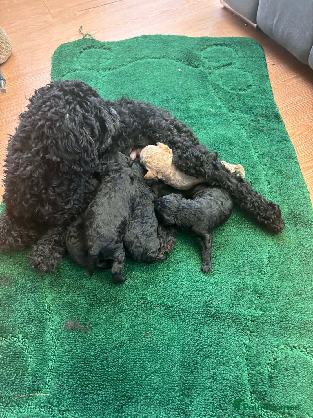 Toy Poodle dogs for sale: Toy poodle puppies - Advert 4
