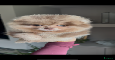 Pomeranian dogs - Advert 12