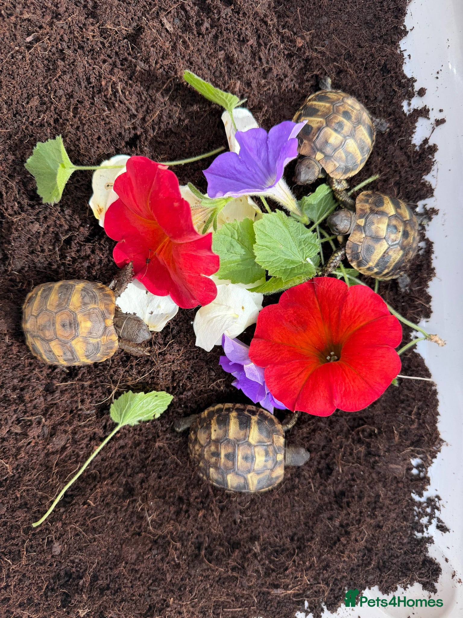 Hermann Tortoise reptiles Baby Hermanns tortoises available. Setups also ava - Advert 2