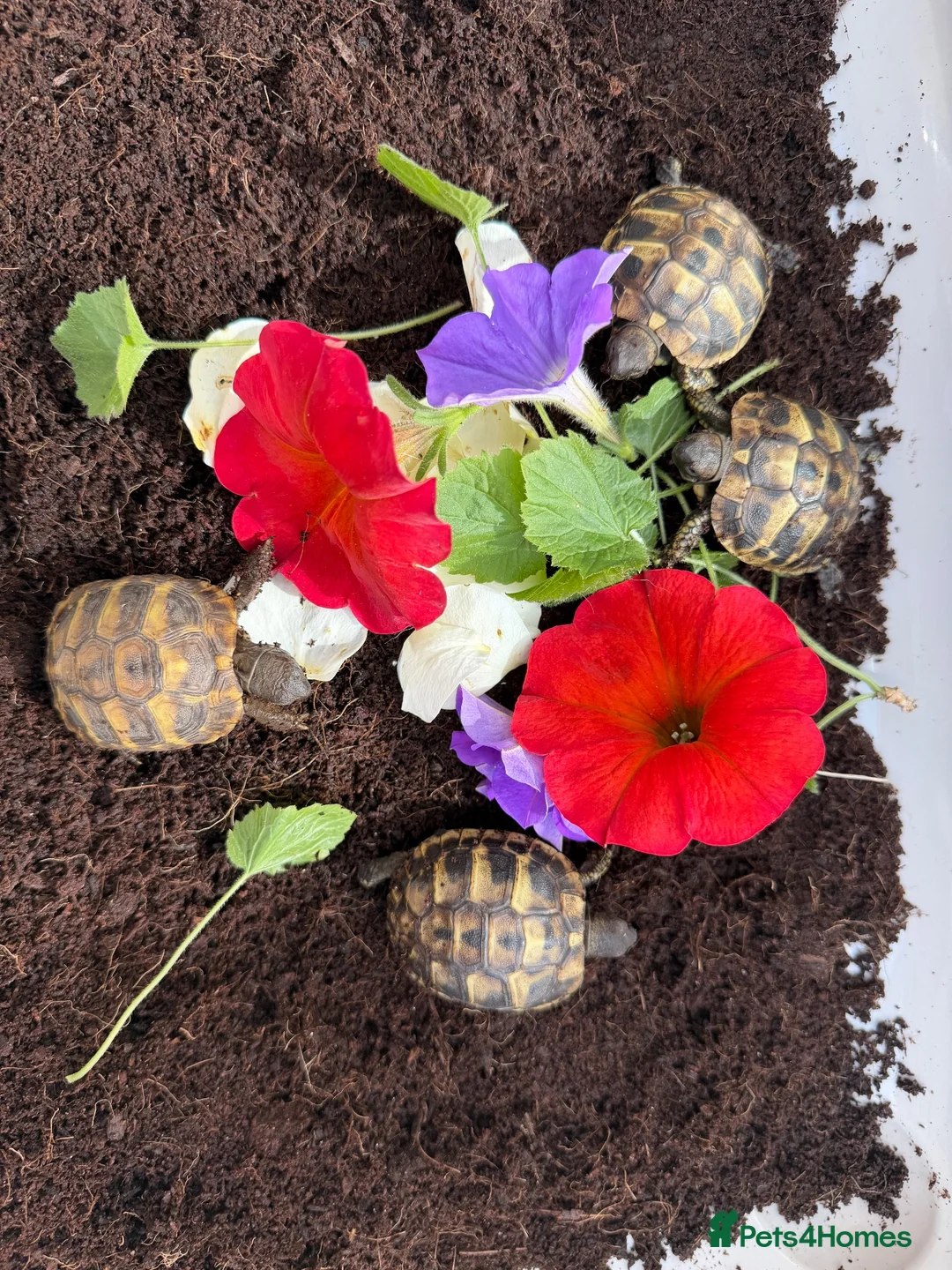 Hermann Tortoise reptiles for sale: Baby Hermanns tortoises available. Setups also ava - Advert 2