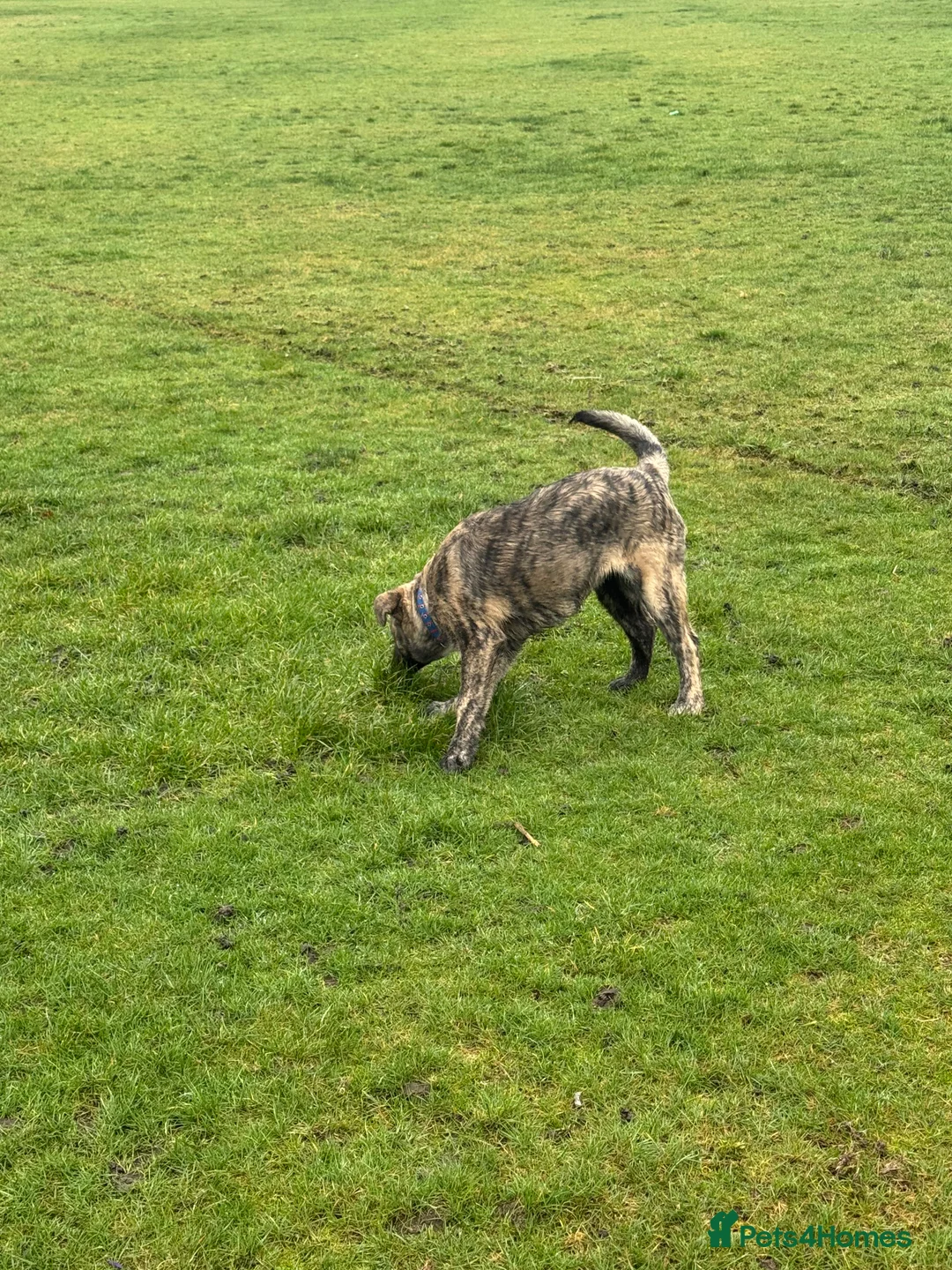 Mixed Breed dogs for sale: Beautiful Female Puppy (Presa Canario x Akita) - Advert 8