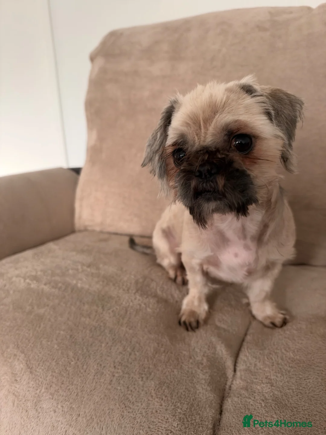 Shih Tzu dogs for sale:  4, 3 years of age Shih Tzu’s  - Advert 4