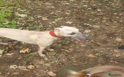Mixed Breed dogs for sale: Lurcher puppies for sale - Image 12