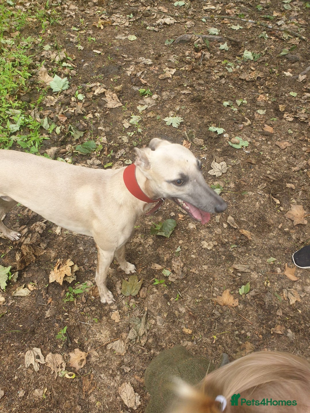 Mixed Breed dogs for sale: Lurcher puppies for sale - Image 12