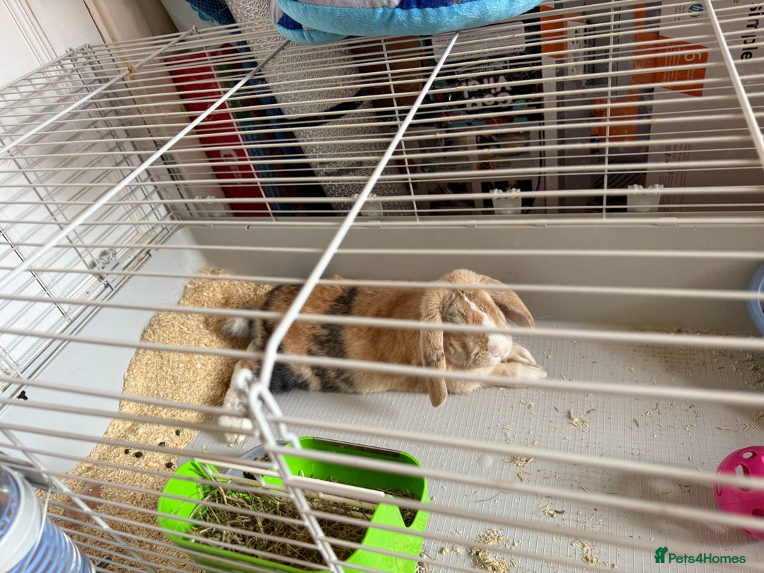 English Lop rabbits for sale: Bunny lop for sale - Image 2