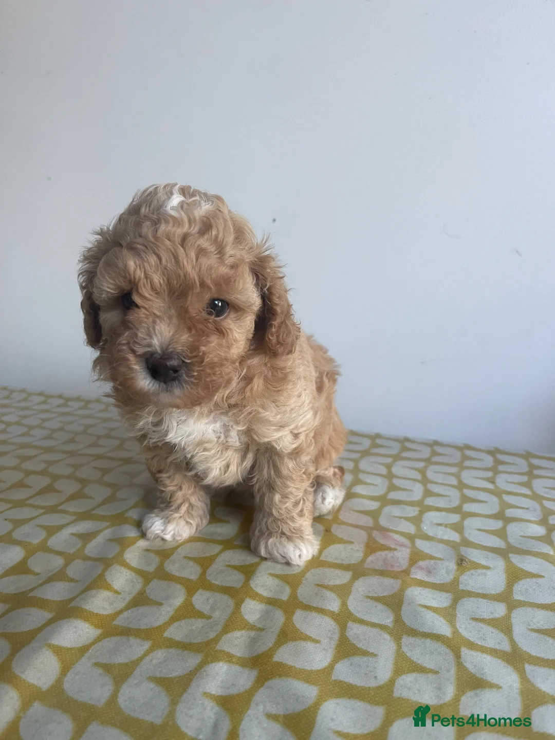 Maltipoo dogs for sale: F1b Maltipoo puppies for sale  in Christchurch - Advert 35