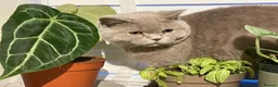 British Shorthair cats for sale: GCCF QUALITY BRITISH SHORTHAIR KITTENS - Advert 5