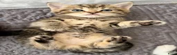 British Shorthair cats for sale: British Shorthair kittens  in Wirral - Advert 3