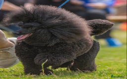 Miniature Poodle dogs for sale: Exquisite, DNA clear, puppies,  Slaves wanted! - Image 11