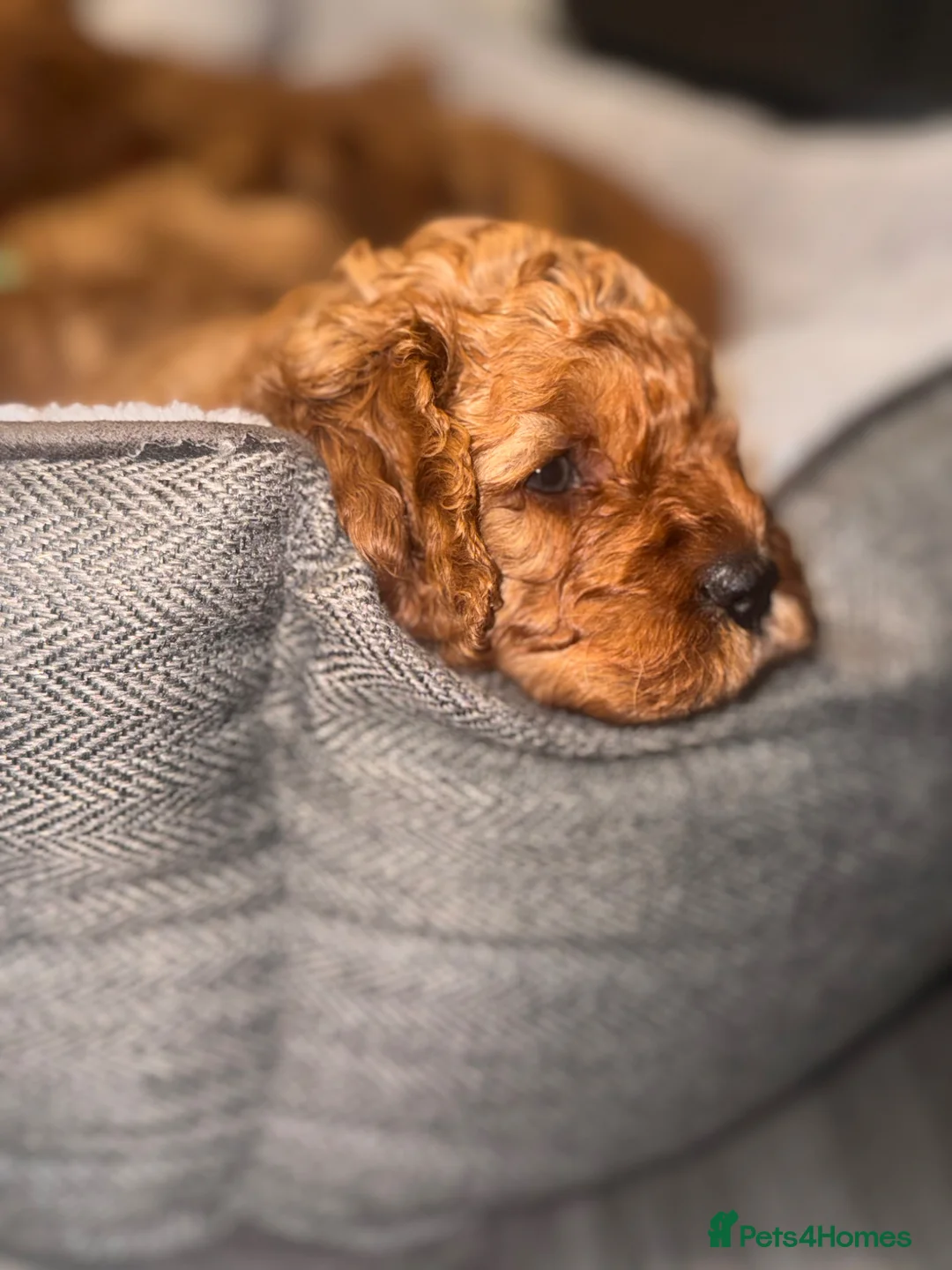 Cavapoo dogs for sale: Gorgeous Cavapoo Puppies  - Advert 2