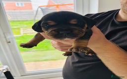 Mixed Breed dogs for sale: Cockerbull puppies for sale.  - Image 12