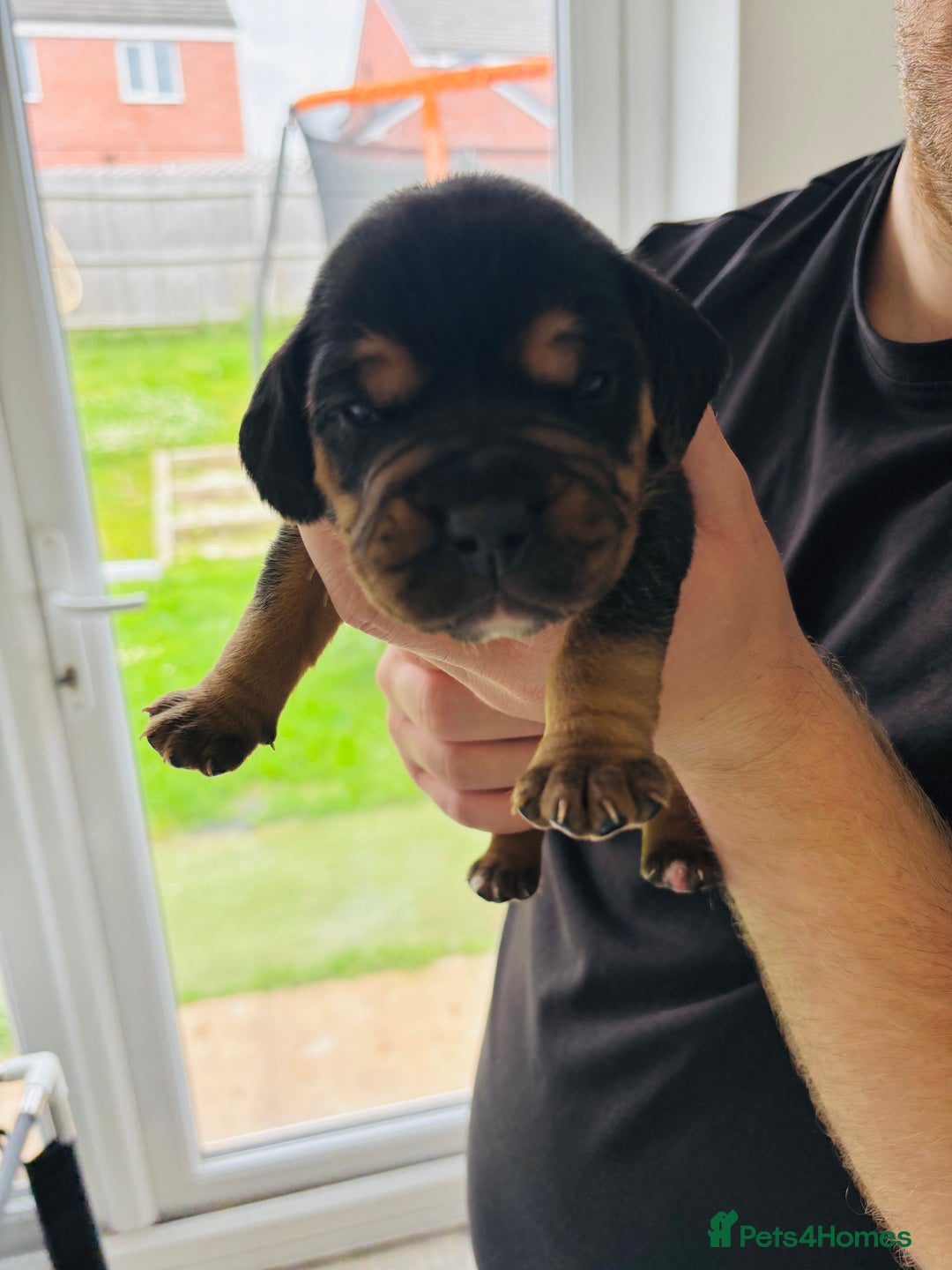 Mixed Breed dogs for sale: Cockerbull puppies for sale.  - Image 12