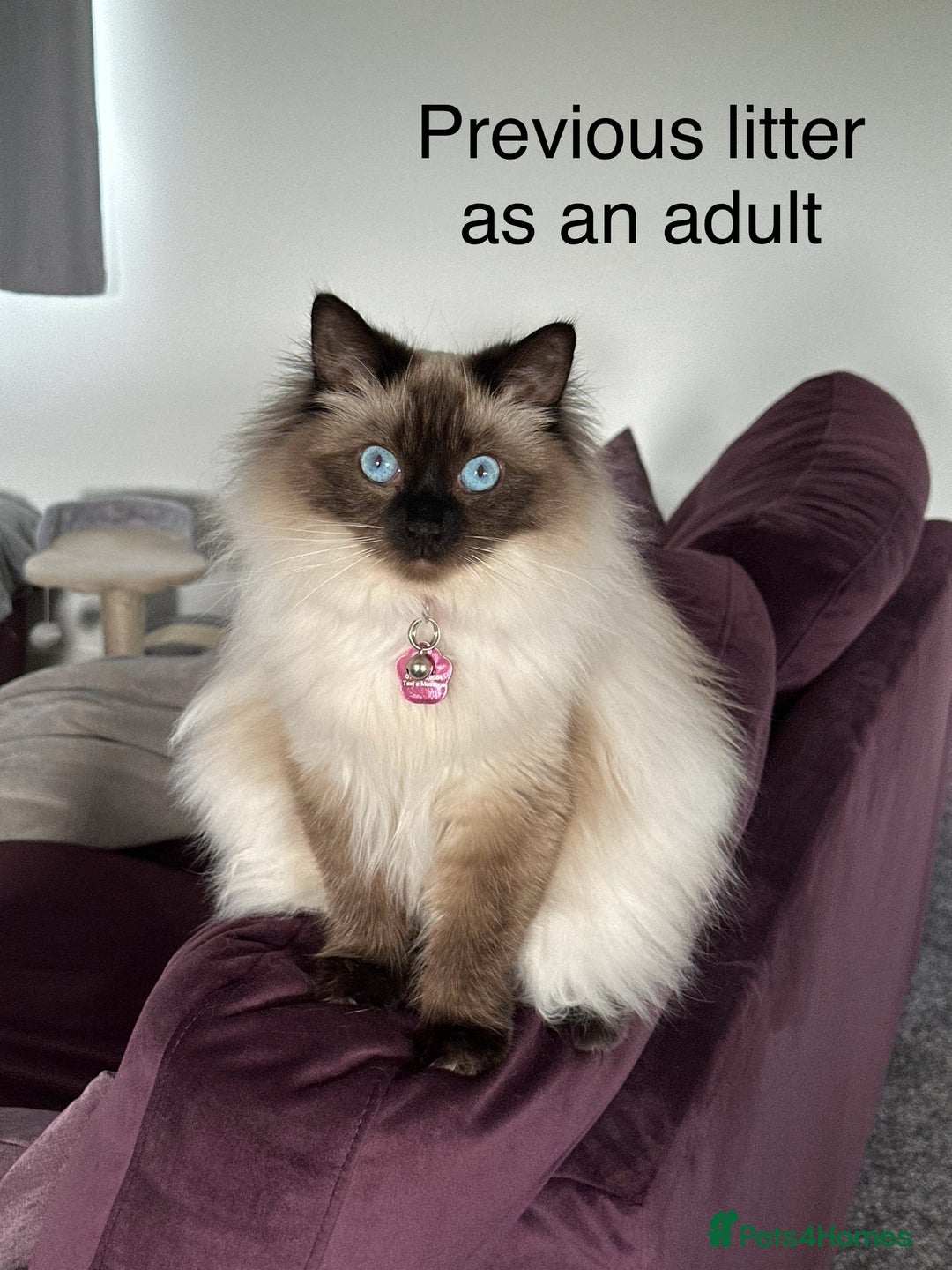 Ragdoll cats for sale: 5 Pure Ragdoll Kittens (7 Weeks Old) in Camborne - Image 16