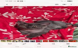 British Shorthair cats for sale: British shorthair kitten boy - Image 1