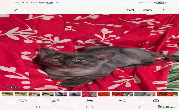 British Shorthair cats - Advert 2