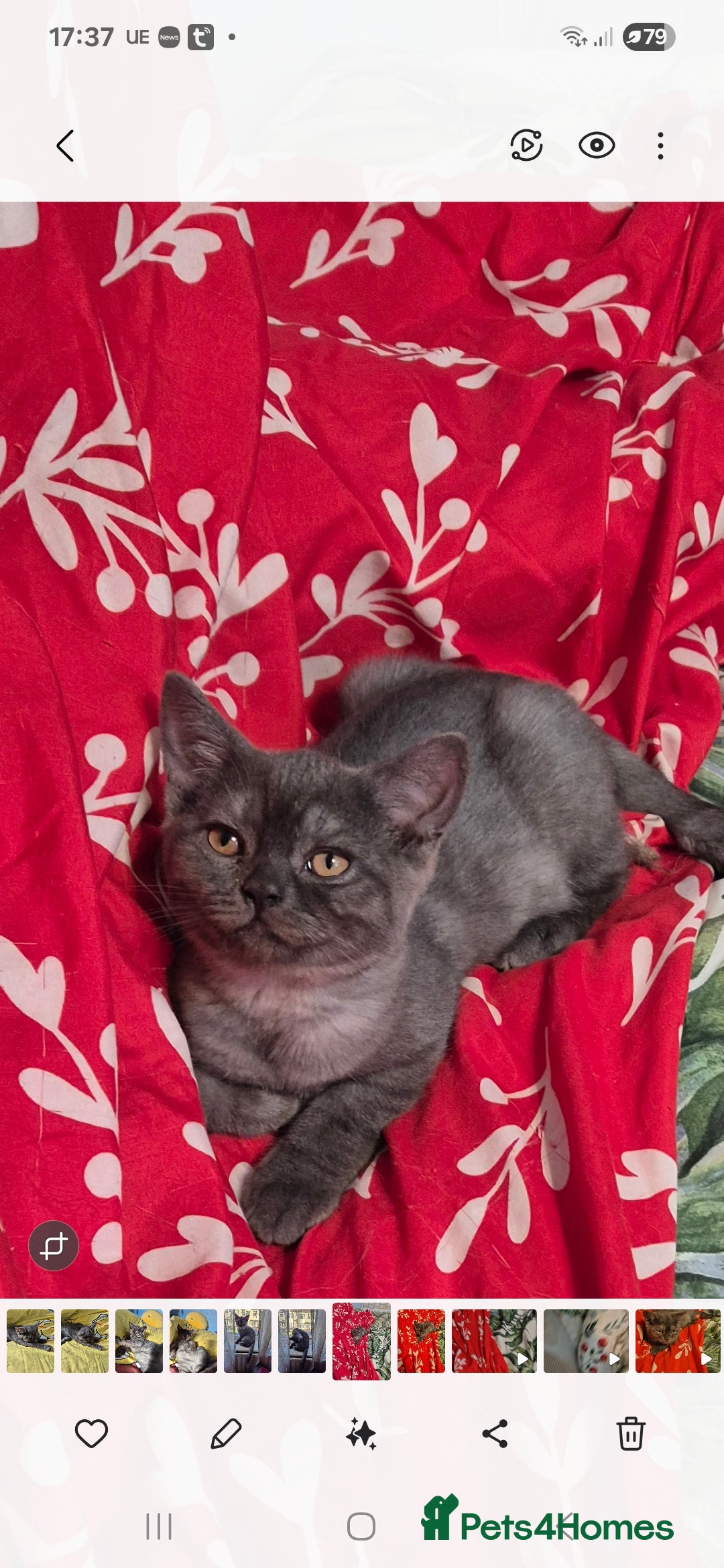 British Shorthair cats for sale: British shorthair kitten boy - Image 1