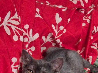 British Shorthair cats - Advert 5