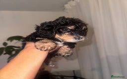 Cavapoo dogs for sale: Miniature cavapoos  - Image 9