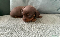 Miniature Dachshund dogs for sale: Mini Dachshund puppies   - Image 5