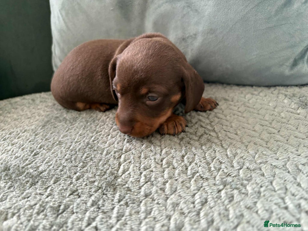Miniature Dachshund dogs for sale: Mini Dachshund puppies   - Image 5