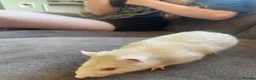 Rat rodents for sale: 2 albino rats  - Advert 4