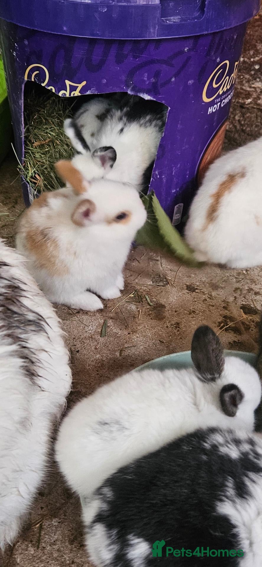 Mixed Breed rabbits They are friendly rabbits 💕 - Advert 1