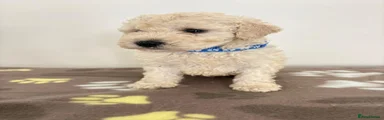 Toy Poodle 3