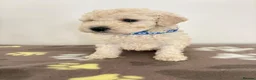 Toy Poodle dogs for sale: Poodle puppies from health tested parents  in Gravesend - Advert 7