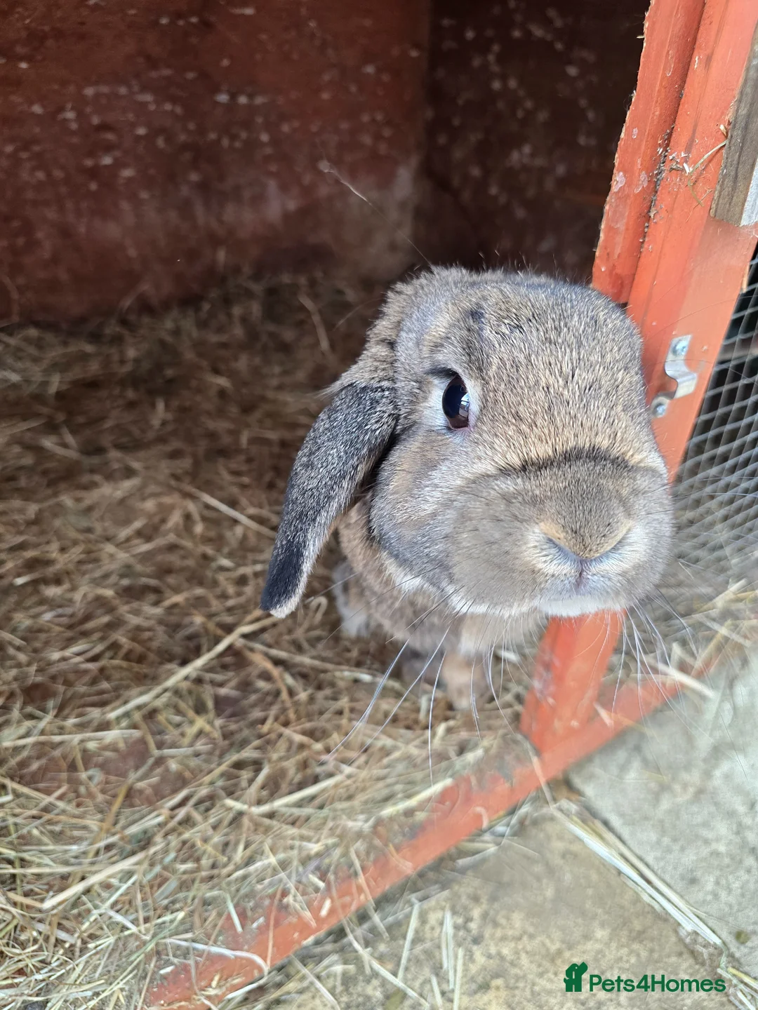 Mini Lion Lop rabbits for sale: Mini lion lop - Advert 5