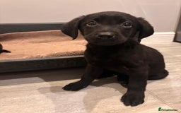 Labrador Retriever dogs for sale: Fabulous Labrador puppies  - Advert 24