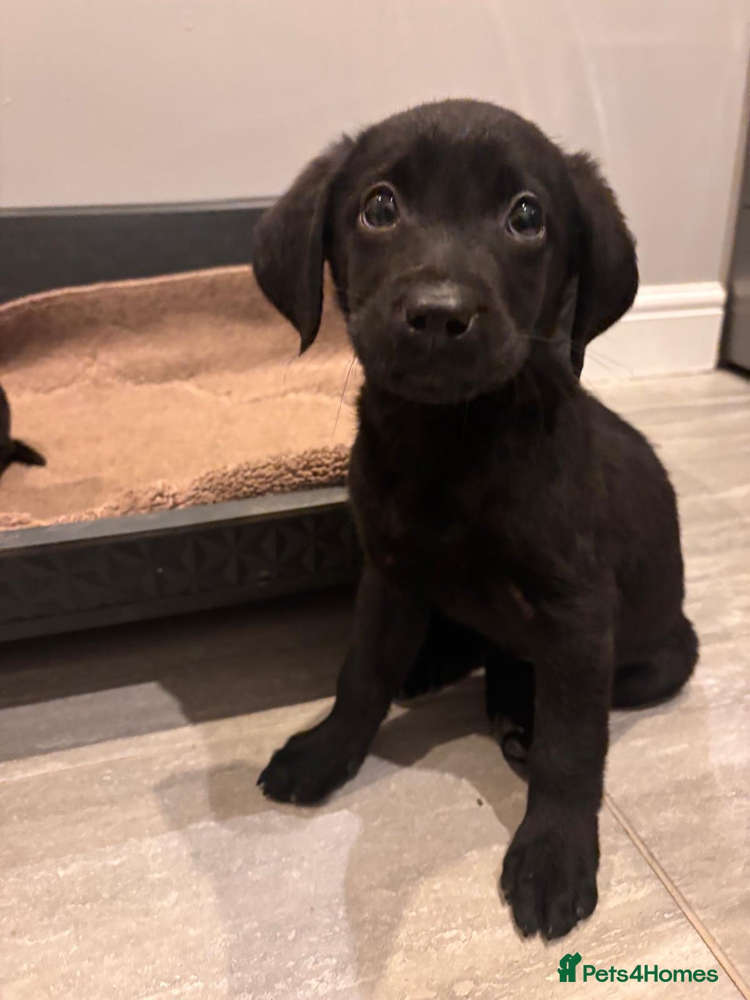 Labrador Retriever dogs for sale: Fabulous Labrador puppies  - Advert 24