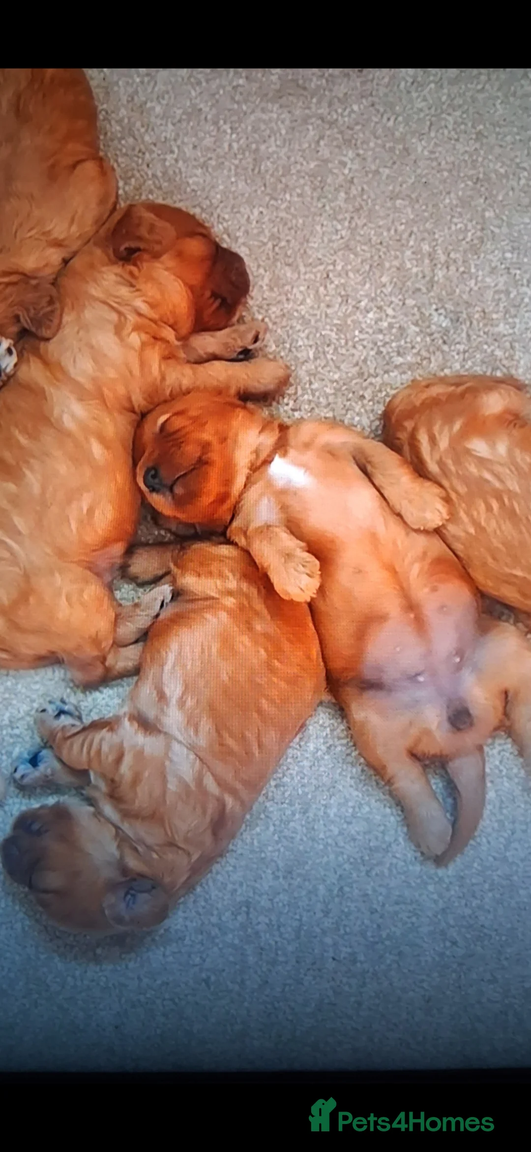 Cavapoo dogs for sale: Extensively health tested f1 cavapoos - Advert 21