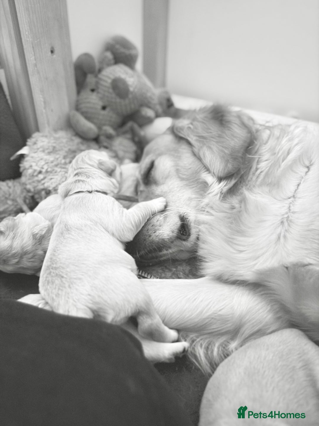 Golden Retriever dogs for sale: Beautiful Golden Retriever boys  - Image 6