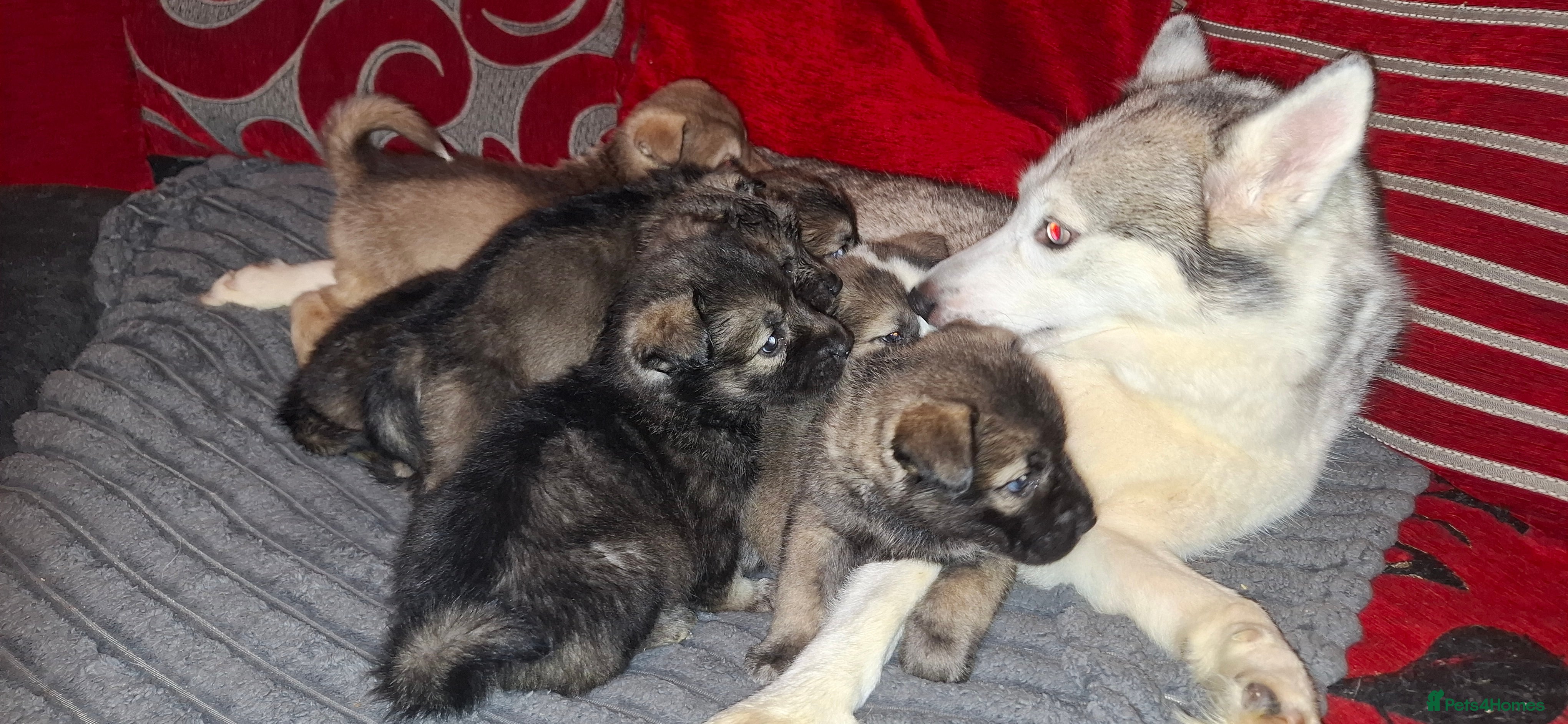 Mixed Breed dogs Siberian husky + Rus A Pei - Advert 3